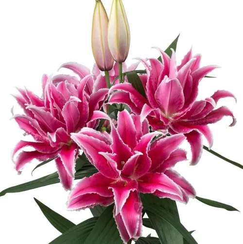 Double Oriental Lily – Dark Pink1