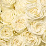 Playa Blanca Rose - Premium 11