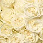 Playa Blanca Rose - Premium 11