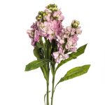 Rose_Stock