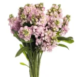Rose Stocks11