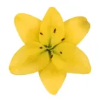Yellow Asiatic Lily11
