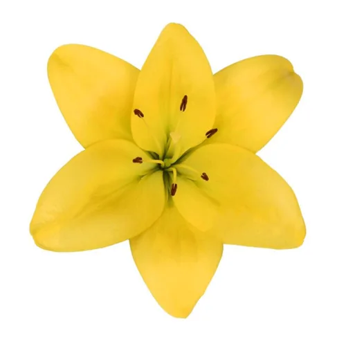 Yellow Asiatic Lily11