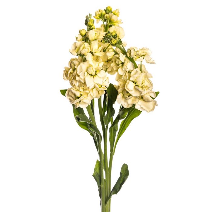 Yellow_Stock