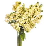 Yellow Stocks11