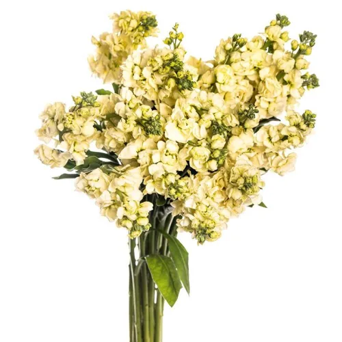 Yellow Stocks11