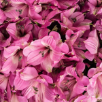 Alstroemeria Lily Light Lavender