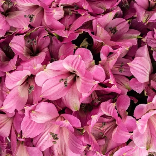 Alstroemeria Lily Light Lavender11