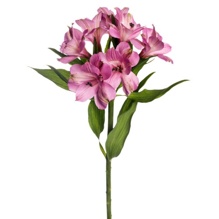 Alstroemeria Light Lavender