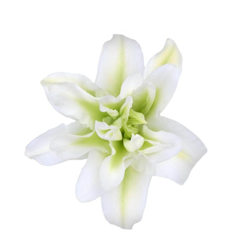 Double Oriental Lily - White