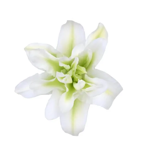 Double Oriental Lily - White