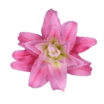 Double Oriental Lily - Pink