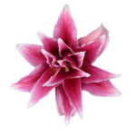 Double Oriental Lily - Dark Pink