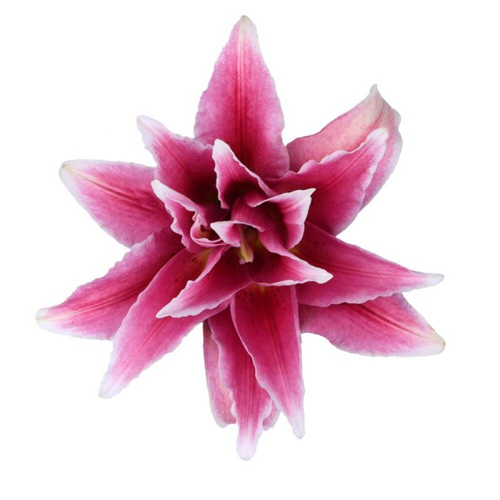 Double Oriental Lily - Dark Pink