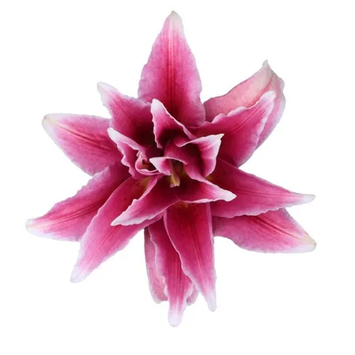 Double Oriental Lily - Dark Pink1