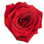 Bulk 'Lady in Red' Rose1