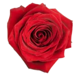 Bulk Lady in Red Rose