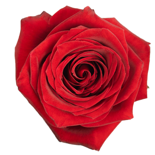 Bulk 'Lady in Red' Rose1