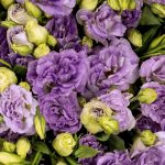 Lisianthus Light Purple