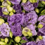 Lisianthus Light Purple11