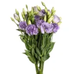 Lisianthus Light Purple11