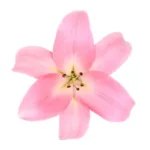 Lily Pink11