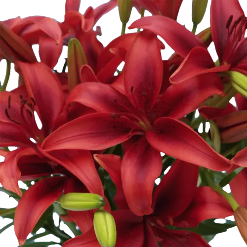 red-asiatic-lilies-11