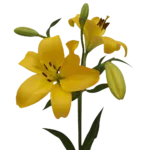 yellow-asiatic-lilies11