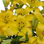yellow-asiatic-lilies11