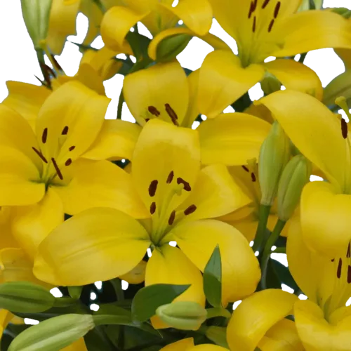 yellow-asiatic-lilies11