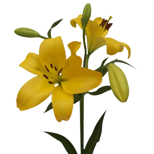 yellow-asiatic-lilies11