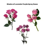 Purple Spray Roses11