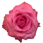 Bulk Nena Pink Roses - 50 Stems