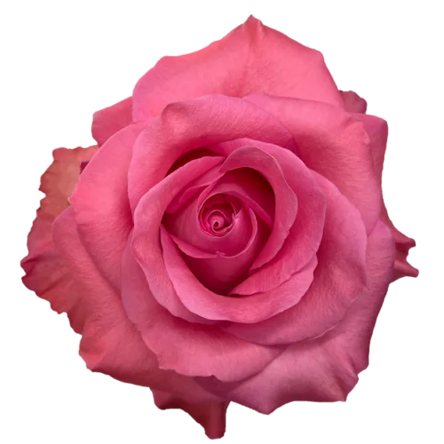 Rose Pink11