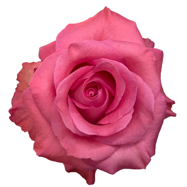 Bulk Nena Pink Roses - 50 Stems Bulk Nena Pink Roses - 50 Stems