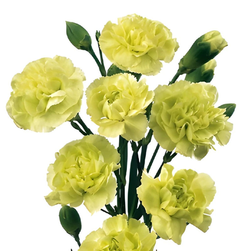 Mini Carnations - Green