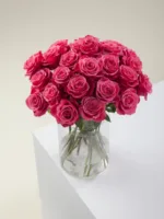 pink rose11