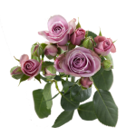 Purple Spray Roses1