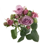 Purple Spray Roses11