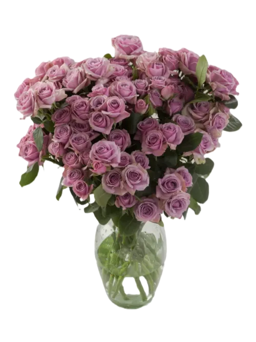 Purple Spray Roses11