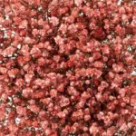 gypsophila red11