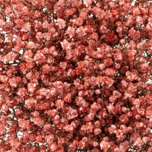 gypsophila red11