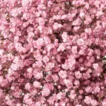 Pink Tinted Baby's Breath11