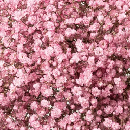 Pink Tinted Baby's Breath11