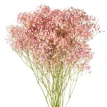 Pink Tinted Baby's Breath11