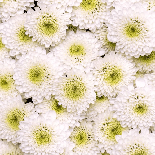 Chrysanthemum Spray Button White 1