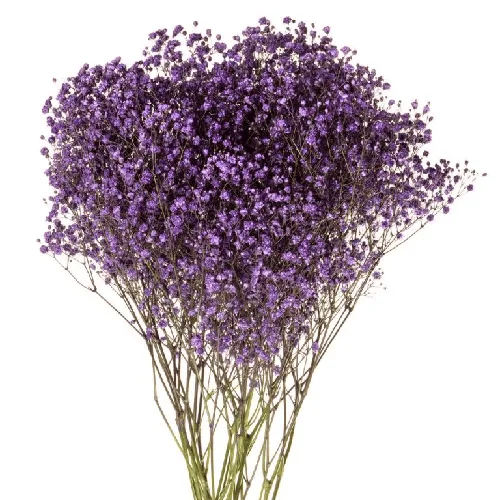 Purple Tinted Baby's Breath11