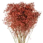 Red Tinted Baby's Breath11