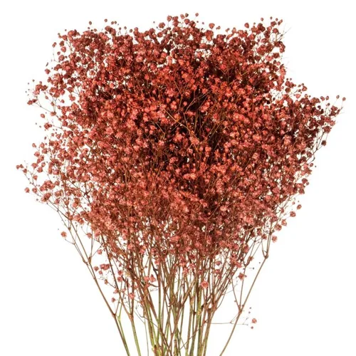 Red Tinted Baby's Breath11