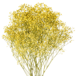 Yellow Tinted Baby's Breath